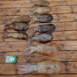 フィッシングボートACE（エース） 釣果