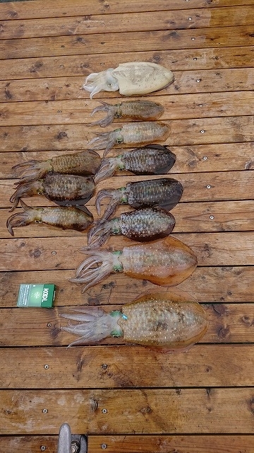 フィッシングボートACE（エース） 釣果