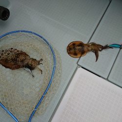 フィッシングボートACE（エース） 釣果