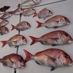 フィッシングボートACE（エース） 釣果