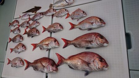 フィッシングボートACE（エース） 釣果