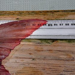 フィッシングボートACE(エース) 釣果