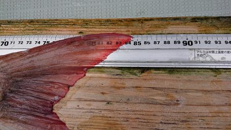 フィッシングボートACE(エース) 釣果