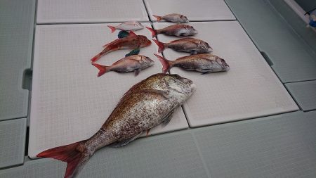 フィッシングボートACE(エース) 釣果