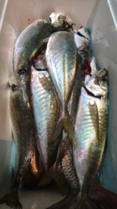 愛海丸 釣果
