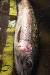 会津大川（会津非出資漁業協同組合） 釣果