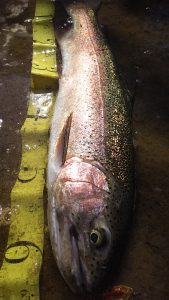 会津大川（会津非出資漁業協同組合） 釣果