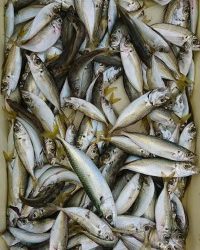 和歌山マリーナシティ釣り公園 釣果