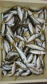 和歌山マリーナシティ釣り公園 釣果