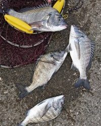 和歌山マリーナシティ釣り公園 釣果