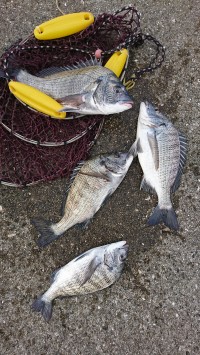 和歌山マリーナシティ釣り公園 釣果