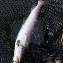 フィッシング サンクチュアリ 釣果