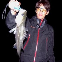 シーマジカル 釣果