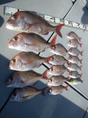 磯部釣船 直栄丸 釣果