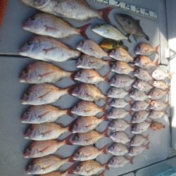 磯部釣船 直栄丸 釣果