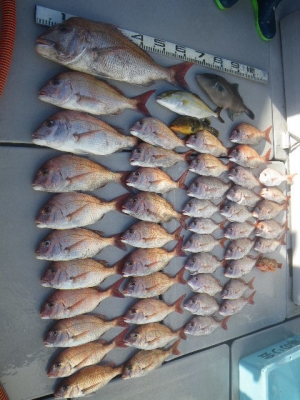 磯部釣船 直栄丸 釣果