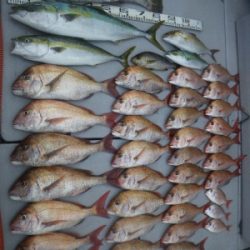 磯部釣船 直栄丸 釣果