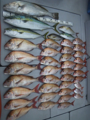 磯部釣船 直栄丸 釣果