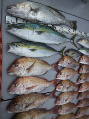 磯部釣船 直栄丸 釣果