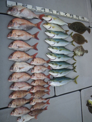 磯部釣船 直栄丸 釣果