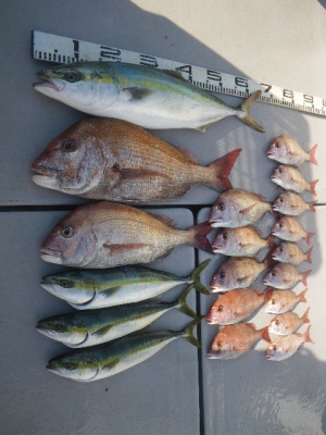 磯部釣船 直栄丸 釣果