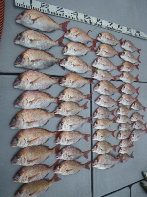 磯部釣船 直栄丸 釣果