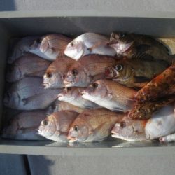 磯部釣船 直栄丸 釣果