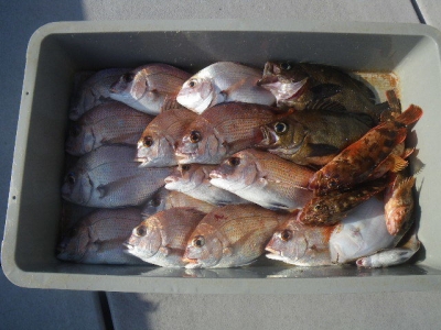 磯部釣船 直栄丸 釣果