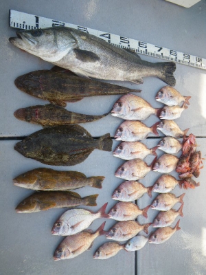 磯部釣船 直栄丸 釣果