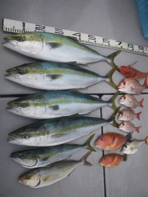 磯部釣船 直栄丸 釣果