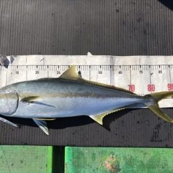 海宝丸 島根 釣果