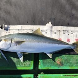 海宝丸 島根 釣果