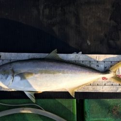 海宝丸 島根 釣果