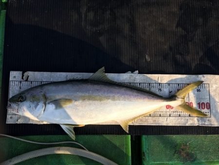 海宝丸 島根 釣果