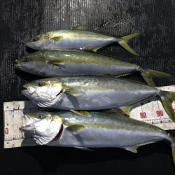 海宝丸 島根 釣果