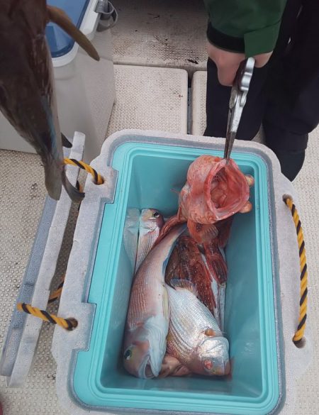金剛丸 釣果