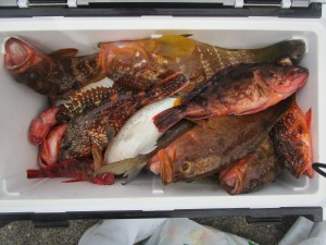 兼六丸 釣果
