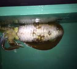 さぶろう丸 釣果