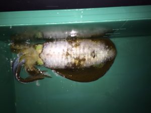 さぶろう丸 釣果