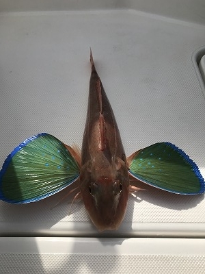 フィシングボートAir(エアー) 釣果