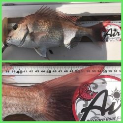 フィシングボートAir(エアー) 釣果