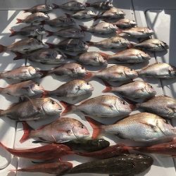 フィシングボートAir(エアー) 釣果