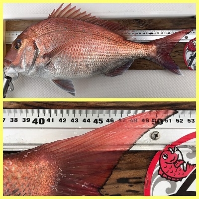 フィシングボートAir(エアー) 釣果