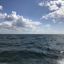 フィシングボートAir(エアー) 釣果