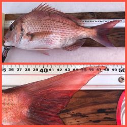 フィシングボートAir(エアー) 釣果