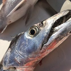 フィシングボートAir(エアー) 釣果