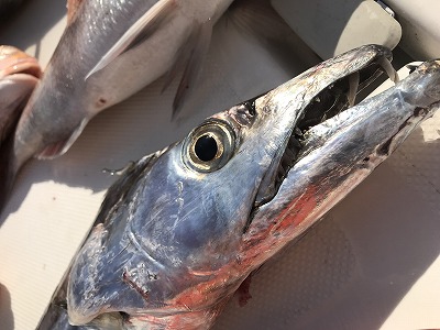 フィシングボートAir(エアー) 釣果