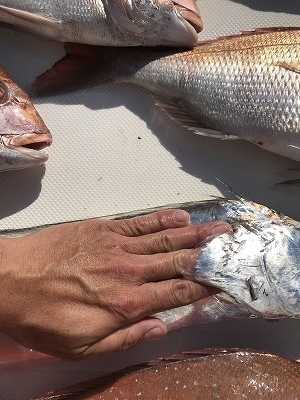 フィシングボートAir(エアー) 釣果