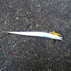 徳島県 堤防ショアジギング7〜9月で成績トップのルアーは？【Luxray氏連載 vol.3】