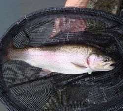 朝霞ガーデン 釣果